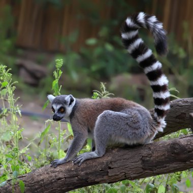 Lemur