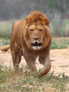 Aslan