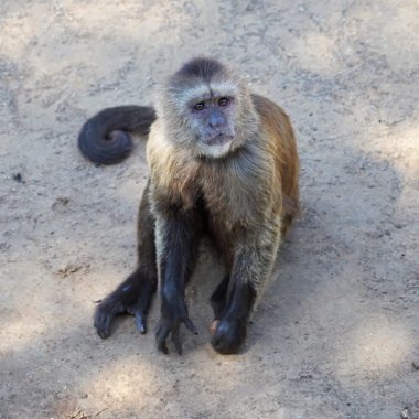 Capuchin