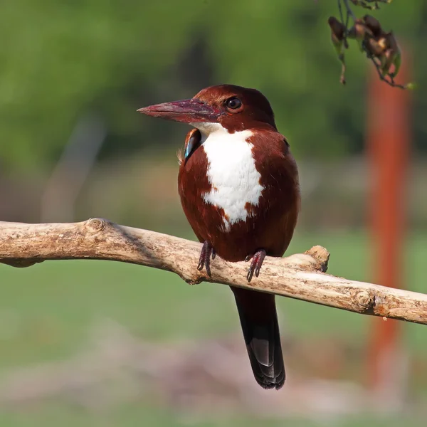 Белогорлый зимородок (Halcyon smyrnensis ) — стоковое фото