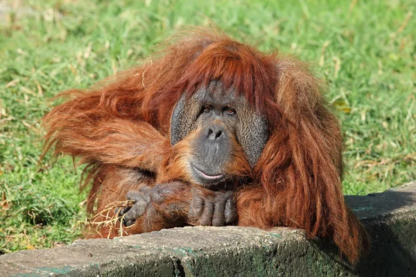 Orangutan — Fotografie, imagine de stoc