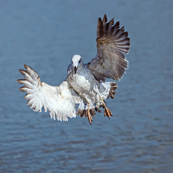 Seagull — Stock Photo, Image