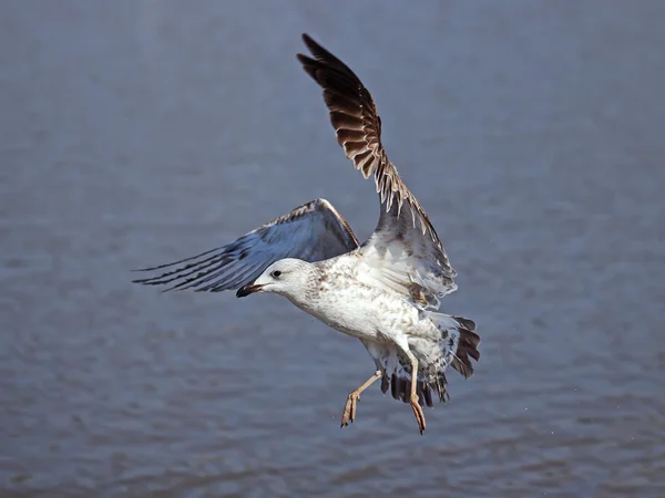 Gaivota — Fotografia de Stock