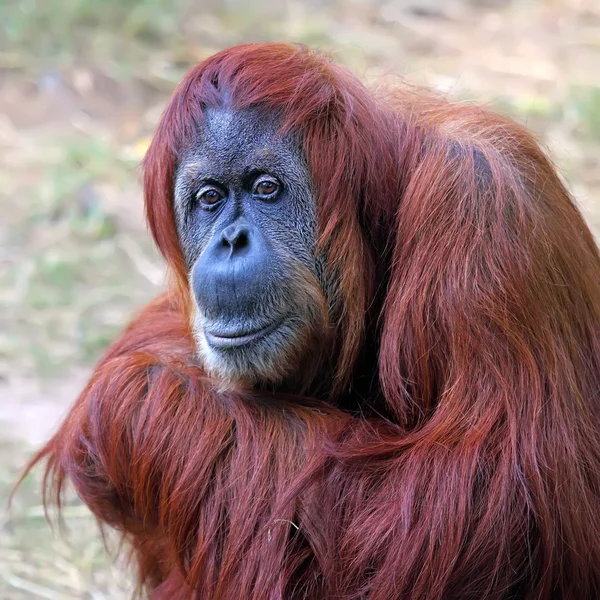 Orangutan — Stock fotografie