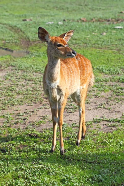 Piccola antilope Kudu — Foto Stock