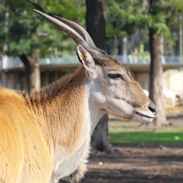Tragelaphus oryx — Zdjęcie stockowe