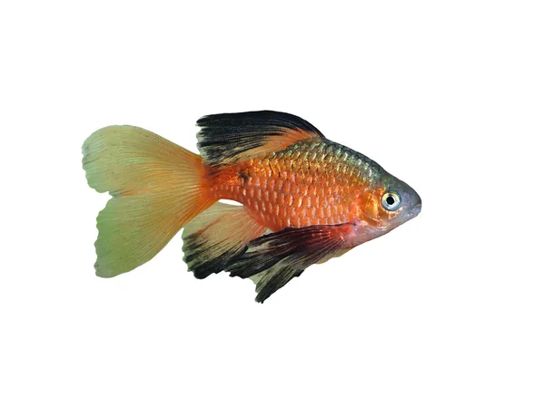 Puntius conchonius — Stockfoto