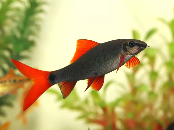Labeo bicolor