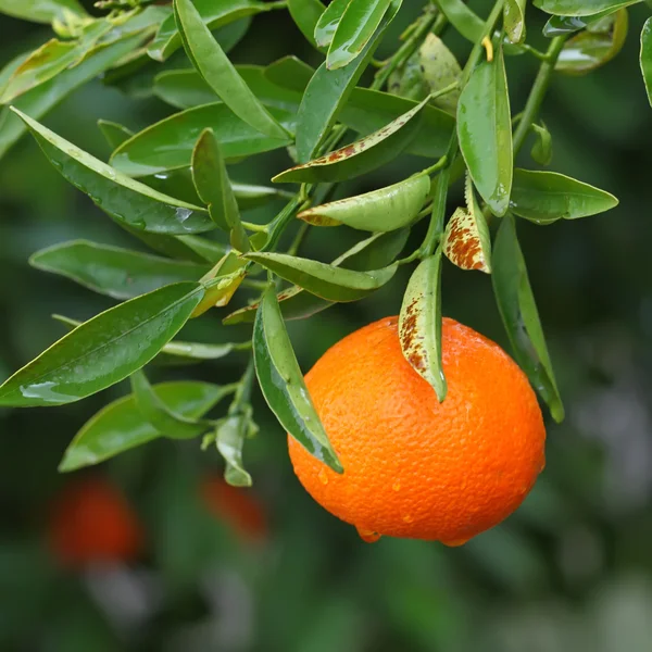 Reife Orangen — Stockfoto