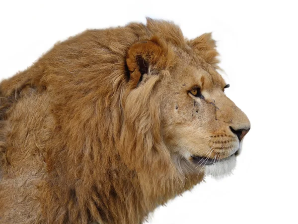 African lion — Stock Photo, Image