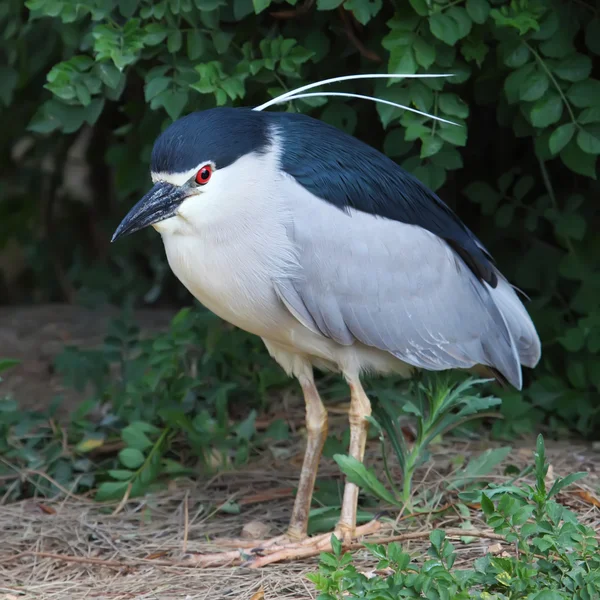 Garza nocturna — Foto de Stock