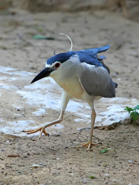 Noční heron — Stock fotografie