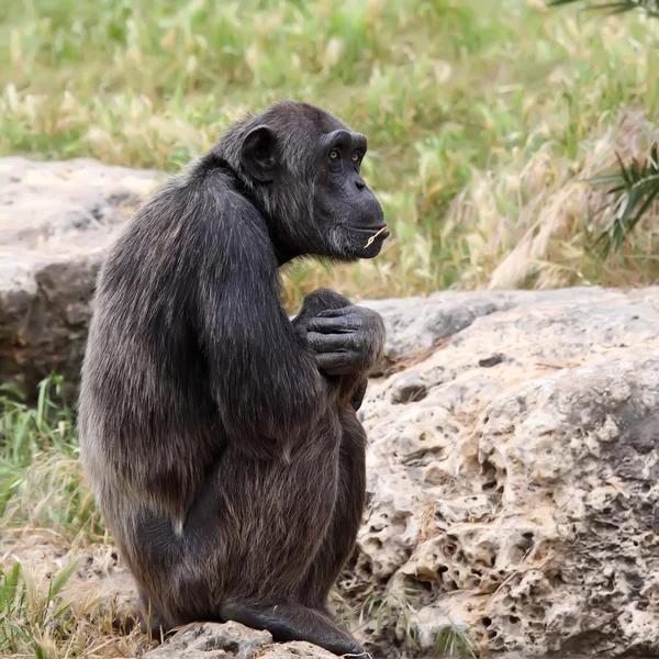 Chimpanzé — Fotografia de Stock