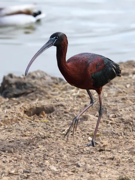 Ibis — Fotografia de Stock