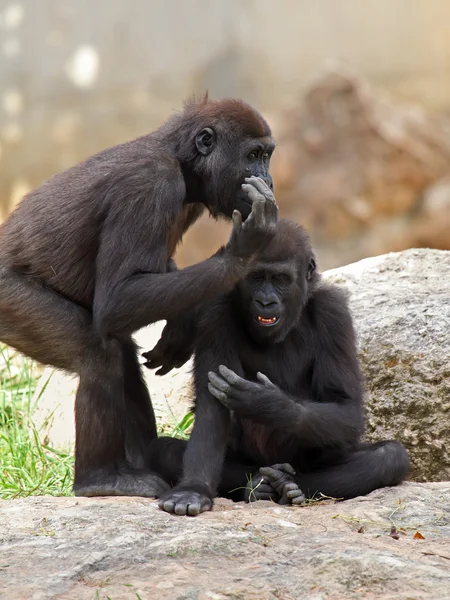 Två gorillor — Stockfoto