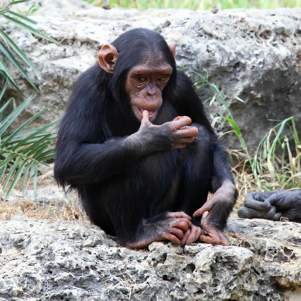 一只黑猩猩的小花豹 — 图库照片