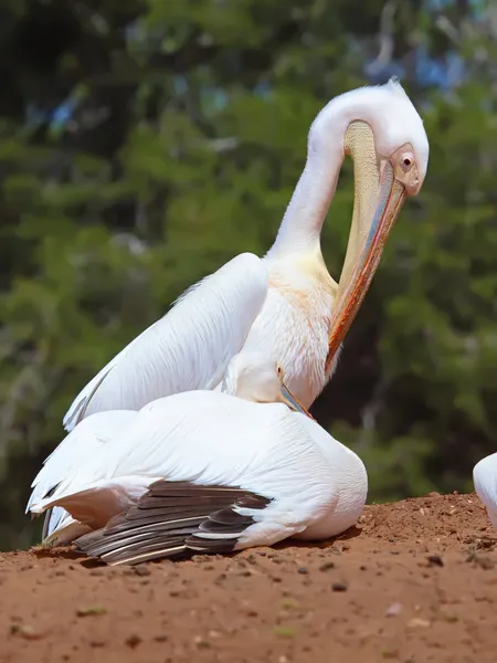 Pelican — Stock Photo, Image