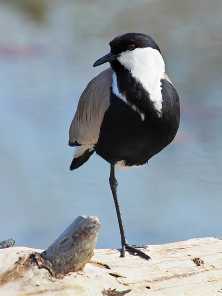 Mooie vogel — Stockfoto