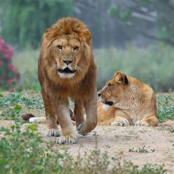 Lions — Stock Photo, Image