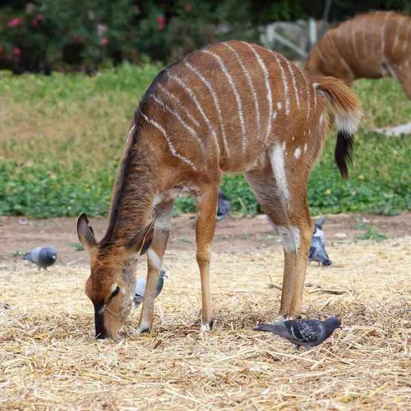 Kudu — Stok fotoğraf