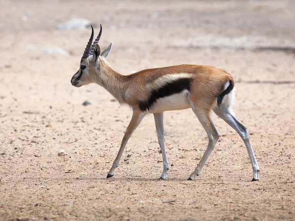 Thompson 's Gazelle — стоковое фото