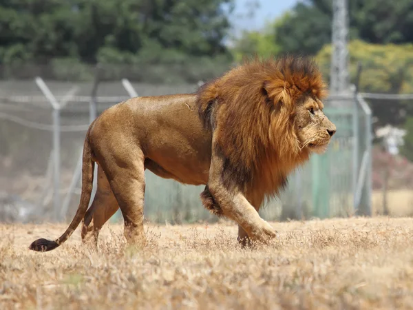 Lion — Stock Photo, Image