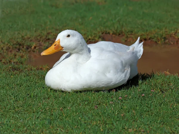 Anatra bianca — Foto Stock