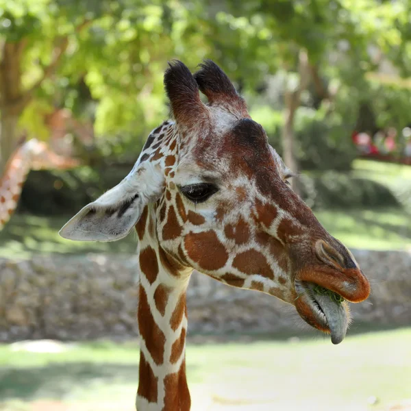 Cara de jirafa — Foto de Stock