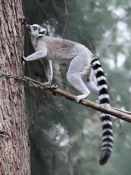 Lemur — Stockfoto