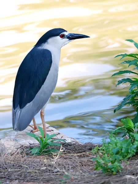 Reiher — Stockfoto