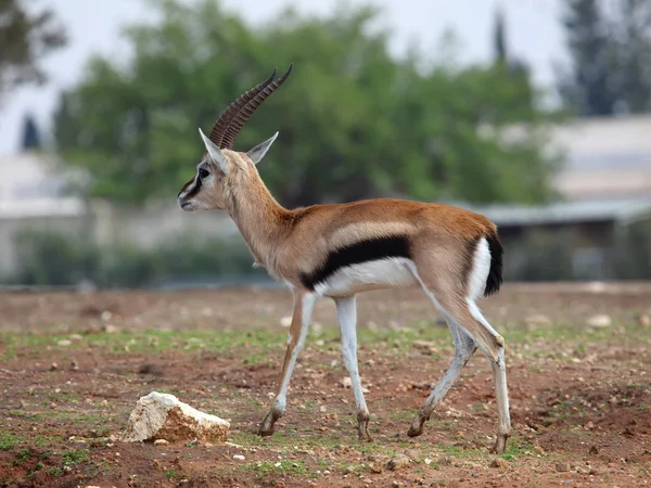 Thomson's gazelle — Stockfoto