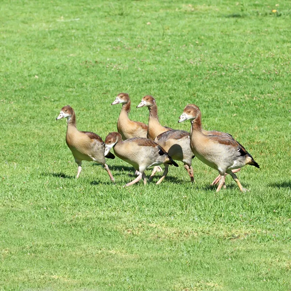 Gruppe junger ägyptischer Gänse — Stockfoto