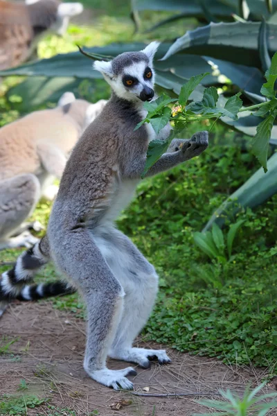 Lemur Rechtenvrije Stockafbeeldingen