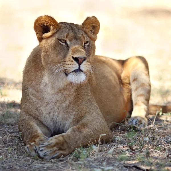 Lioness — Stock Photo, Image