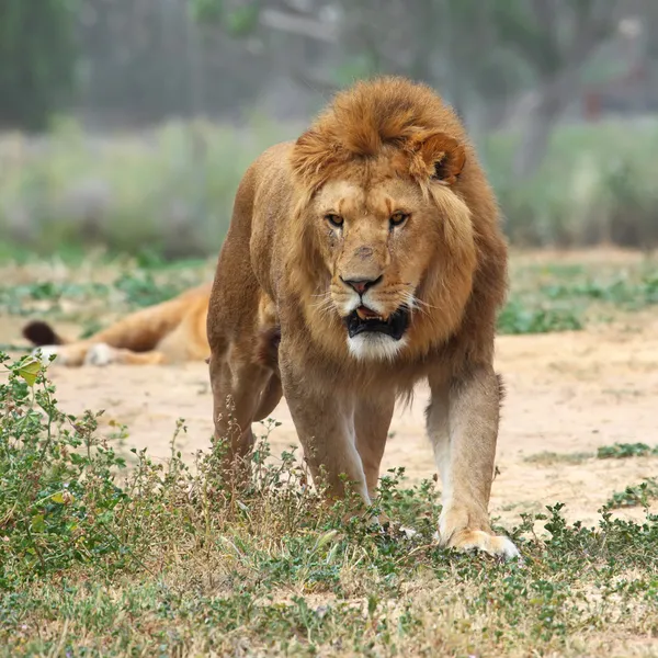 Löwenmännchen — Stockfoto