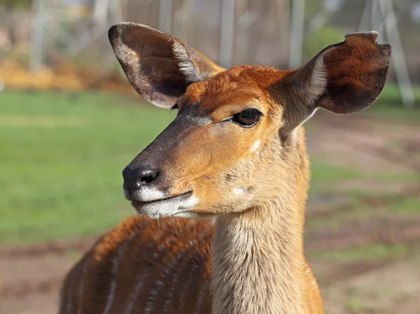 Kudu — Stock Photo, Image