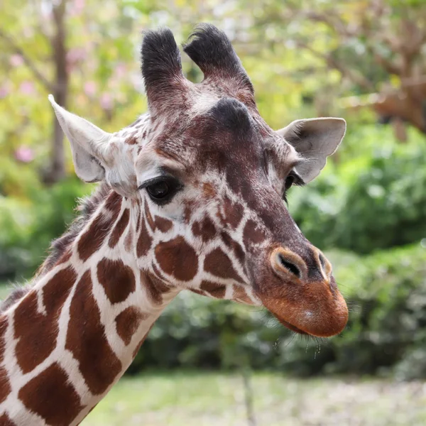 Cara de jirafa — Foto de Stock