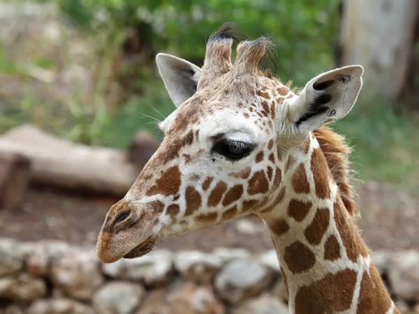 Cara de jirafa — Foto de Stock