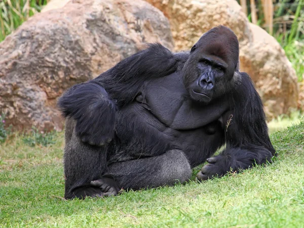 Gorilla — Stockfoto