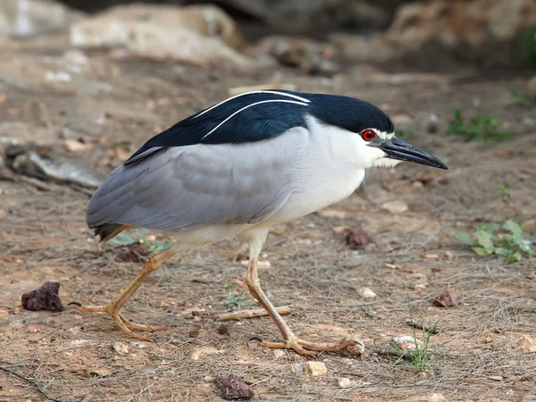 Nacht heron — Stockfoto