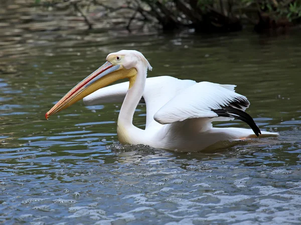 Pelikaan — Stockfoto