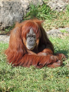 orangutan