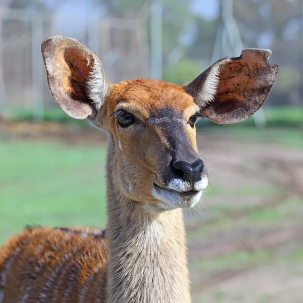 Kudu. —  Fotos de Stock