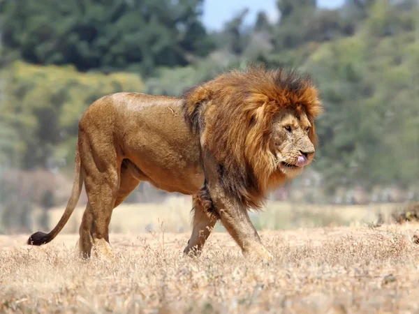 León. — Foto de Stock