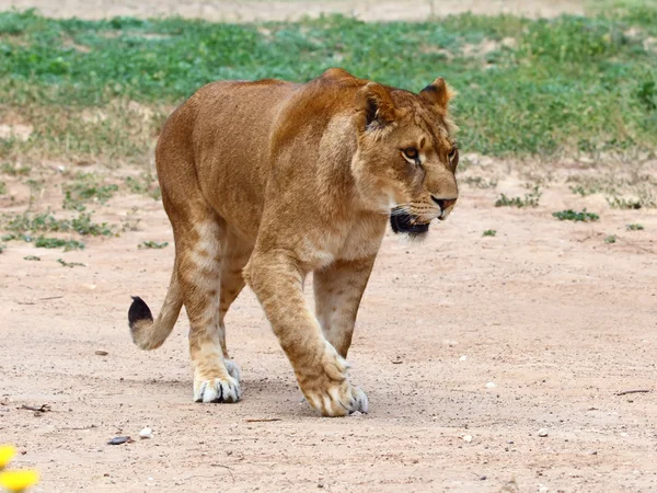 Lionness — Stock Photo, Image