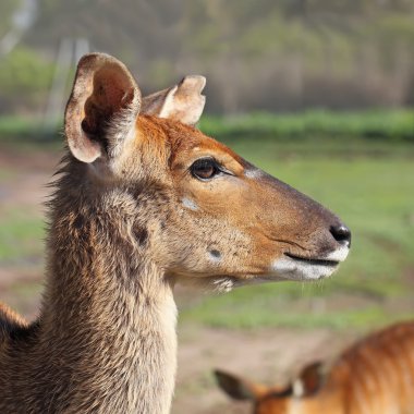 antilop kudu