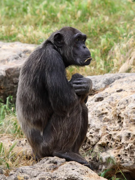 Chimpanzee — Stock Photo, Image