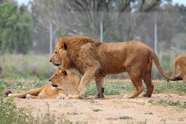 Lions — Stock Photo, Image