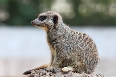 Güzellik çöl faresi (Suricata suricatta)