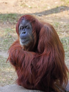 orangutan